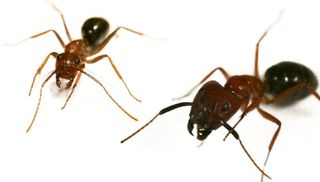 Berger Genome Research ant major minor image Feb 13
